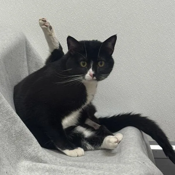 An adult medium-sized male Domestic Short Hair cat named Miles for adoption in Des Moines, IA
