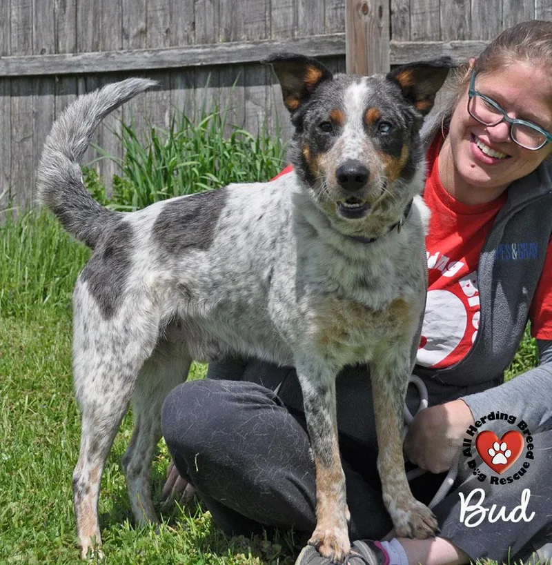 A baby medium-sized male Tricolor (Brown, Black, & White) Cattle Dog dog named Bud for adoption in Joliet, IL