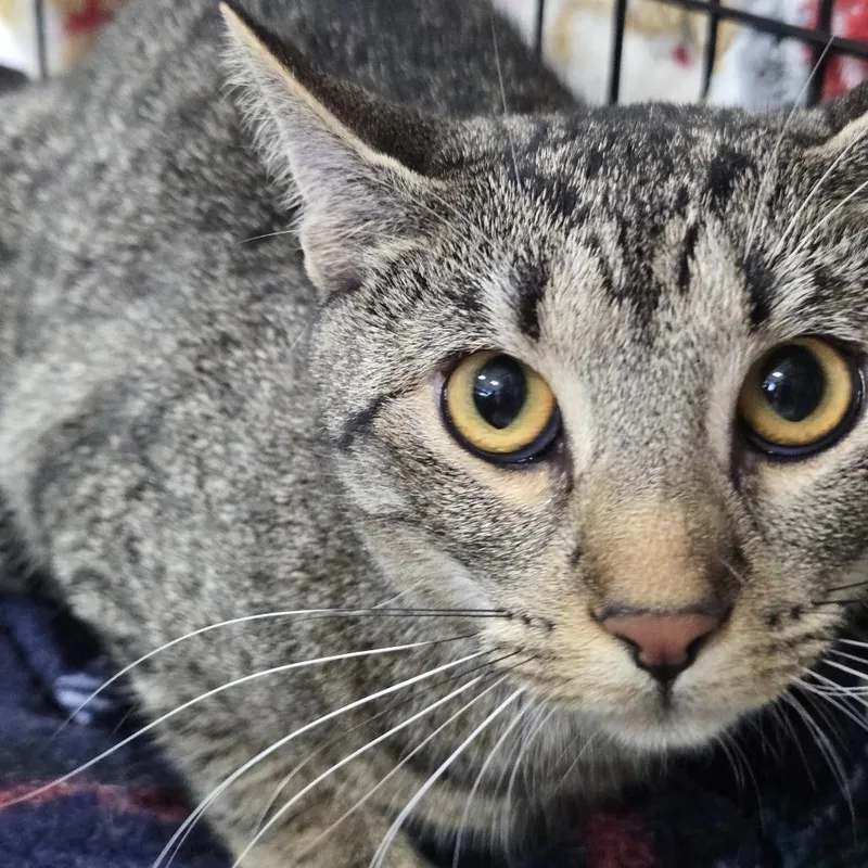 A young medium-sized female Brown / Chocolate Domestic Short Hair cat named Solar for adoption in Newark, NJ