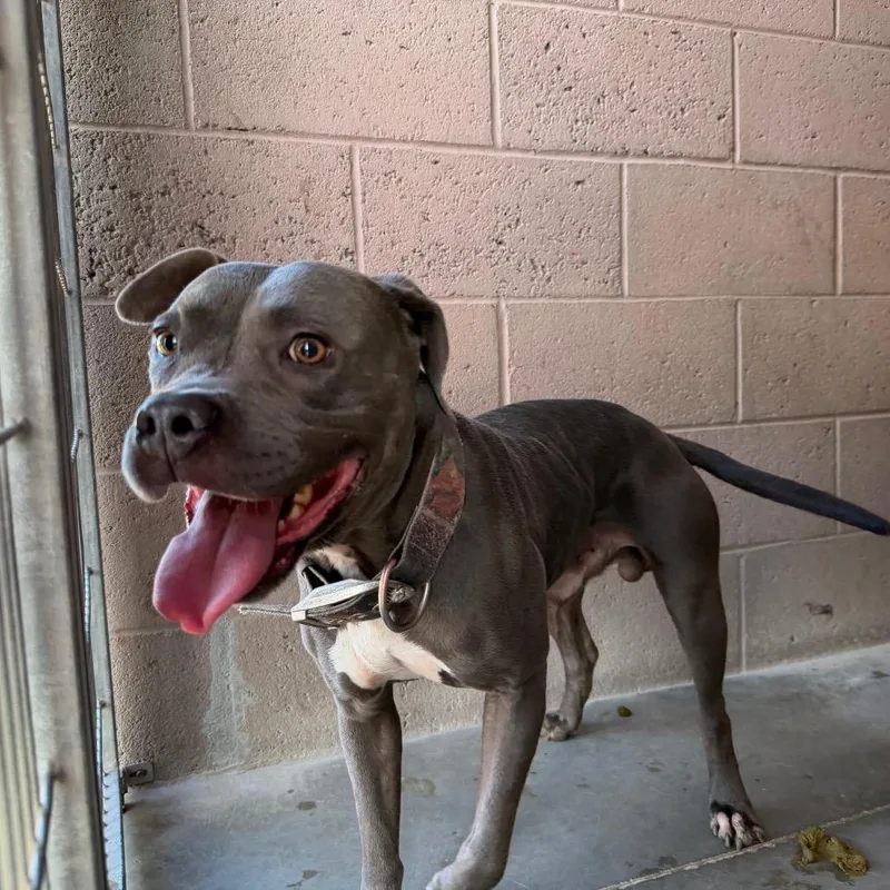 An adult medium-sized male Gray / Blue / Silver Pit Bull Terrier dog named Bully for adoption in Yuma, AZ