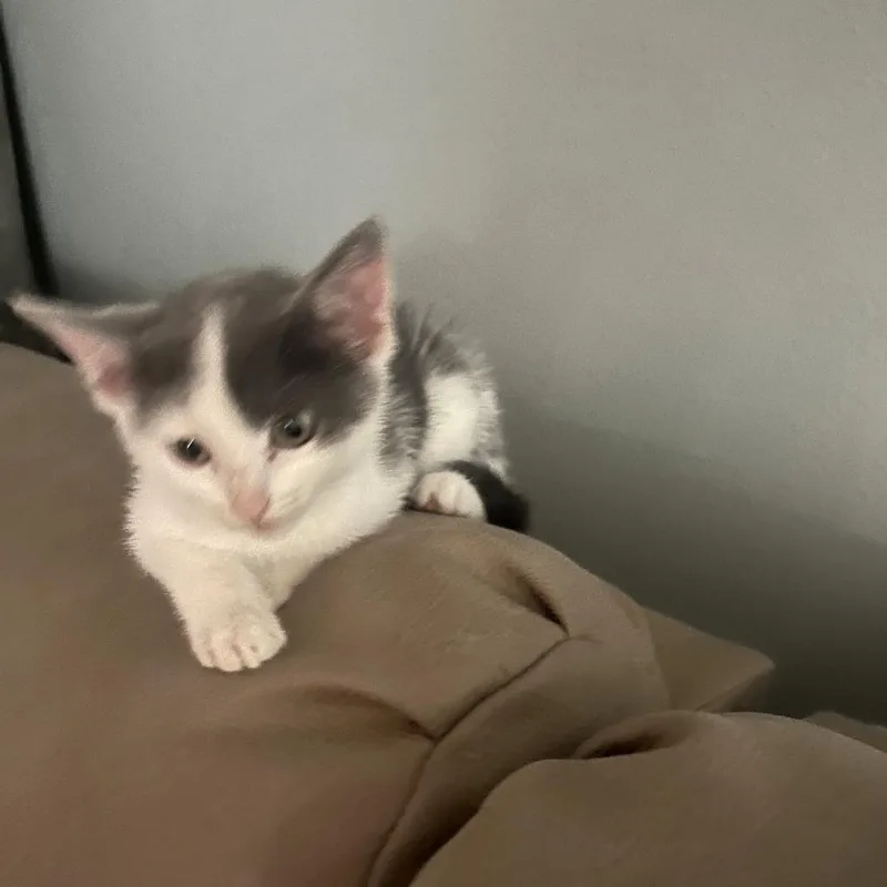 A baby small-sized female Gray / Blue / Silver Domestic Short Hair cat named River for adoption in Edwardsville, IL
