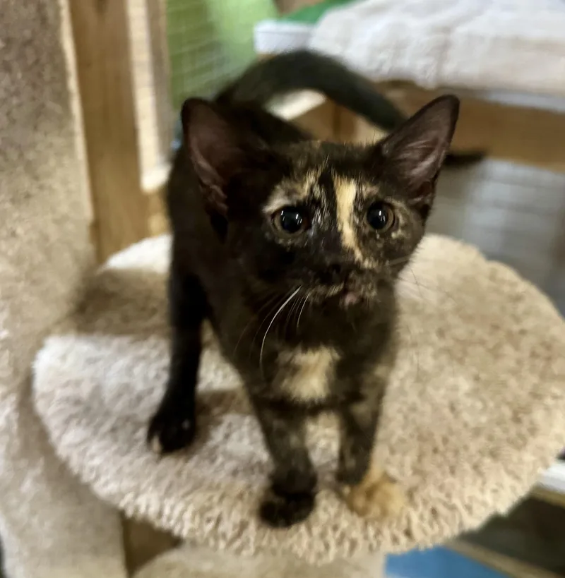 A baby medium-sized female Domestic Short Hair cat named Piglet for adoption in Centerville, GA