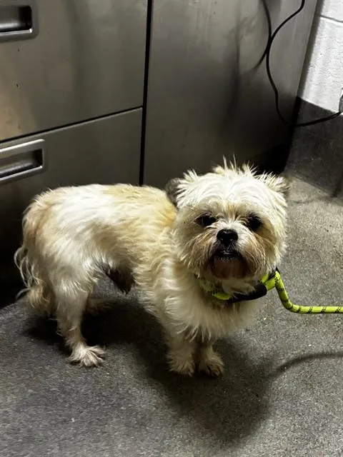 A senior small-sized male Border Terrier dog named Hunter for adoption in Upper Marlboro, MD
