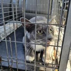 A young medium-sized female Gray / Blue / Silver Domestic Short Hair cat named Tuffin for adoption in Lake Jackson, TX