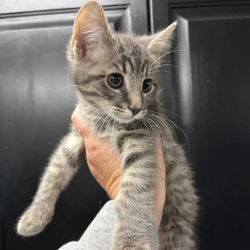 A baby small-sized male Gray / Blue / Silver Domestic Medium Hair cat named Ho Ho for adoption in Granville, OH