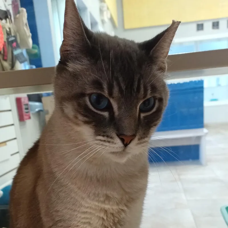 Dusty