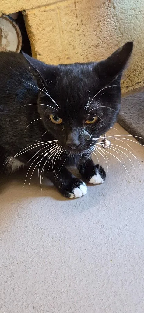 A young medium-sized female Domestic Short Hair cat named Tip Toes for adoption in Crossville, TN