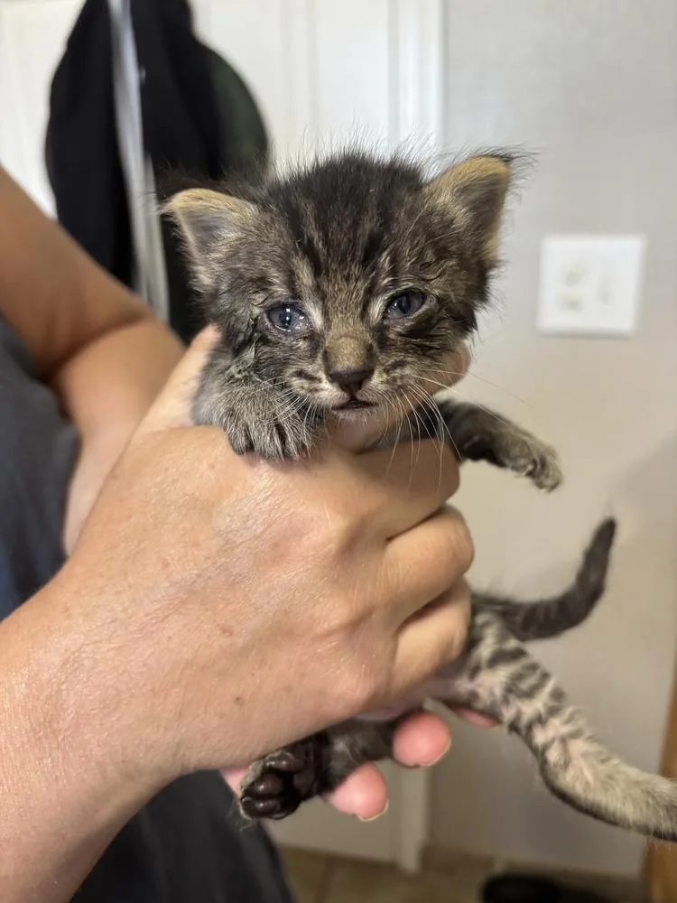A baby medium-sized male Black Domestic Short Hair cat named Woogie for adoption in Salinas, CA