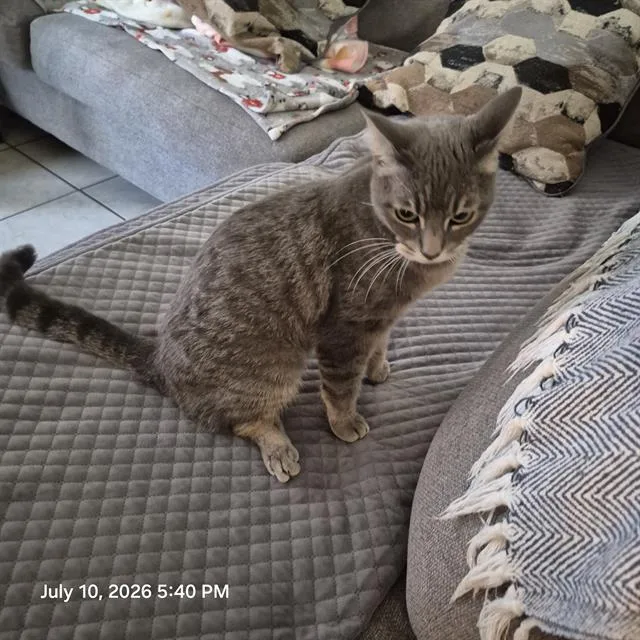A young small-sized female Domestic Short Hair cat named Henni for adoption in San Antonio, TX