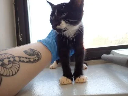 A young small-sized male Domestic Short Hair cat named Carlton for adoption in Taylorsville, NC