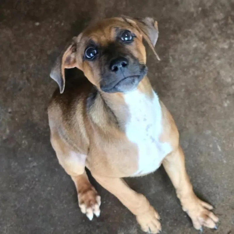 A baby medium-sized female Red / Chestnut / Orange Rhodesian Ridgeback dog named Gingersnap for adoption in Sarasota, FL