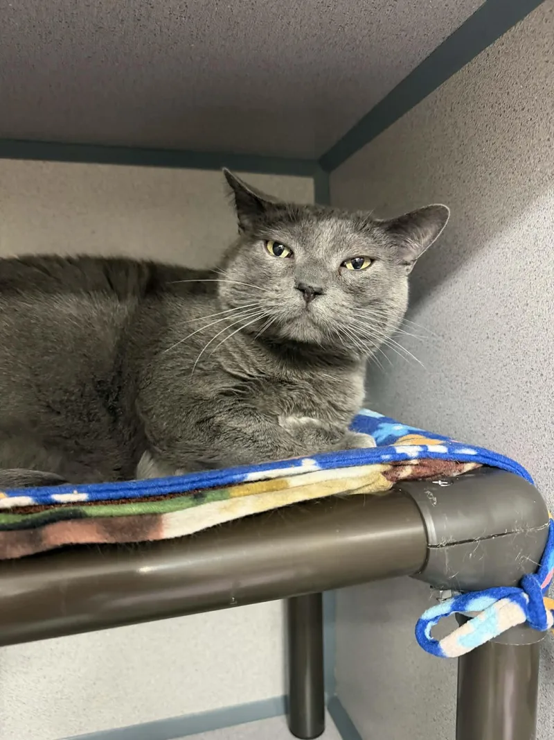 An adult large-sized male Gray / Blue / Silver Domestic Short Hair cat named Kai for adoption in Cedar Rapids, IA