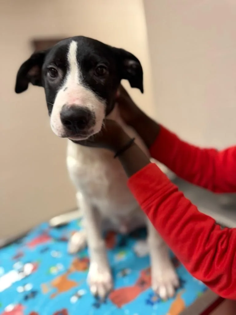 A baby medium-sized male Australian Cattle Dog / Blue Heeler dog named Willie for adoption in Lima, OH