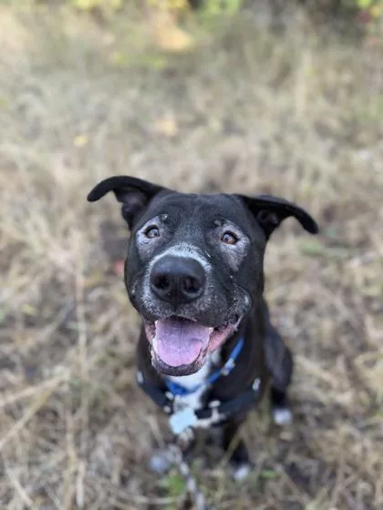 Balu