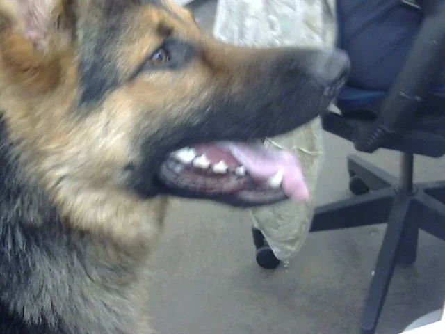 A young large-sized male Mixed Breed dog named Chico for adoption in Dallas, TX