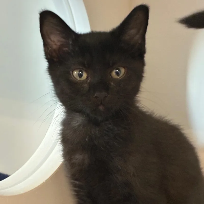 A baby small-sized male Black Domestic Short Hair cat named Licorice for adoption in Greensboro, NC
