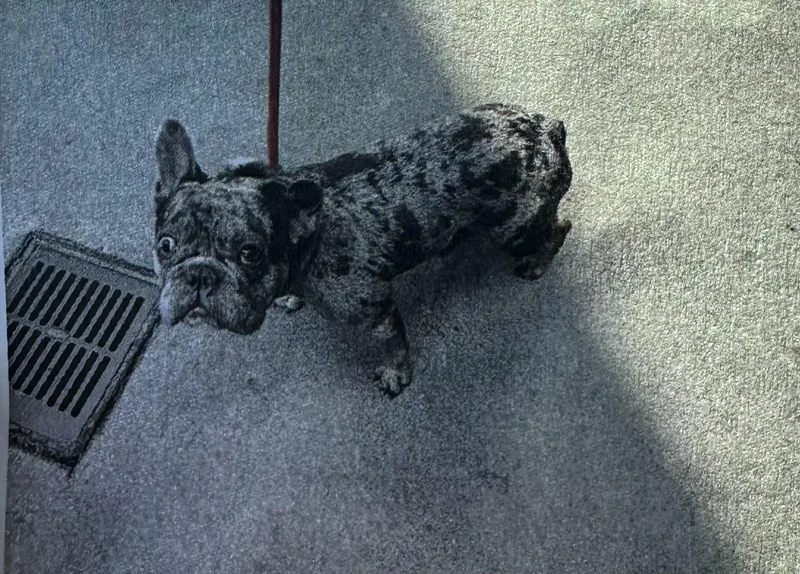 An adult small-sized male French Bulldog dog named Bugs for adoption in modesto, CA