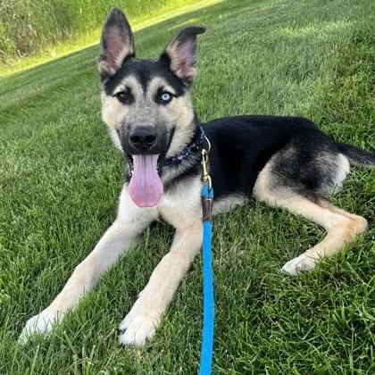 A baby large-sized male German Shepherd Dog dog named Professor Noodlearms for adoption in Wheaton, IL