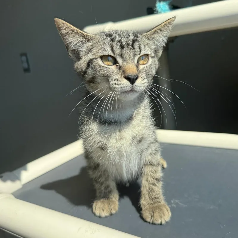 A baby small-sized female Gray / Blue / Silver Domestic Short Hair cat named Martha for adoption in Ponca City, OK