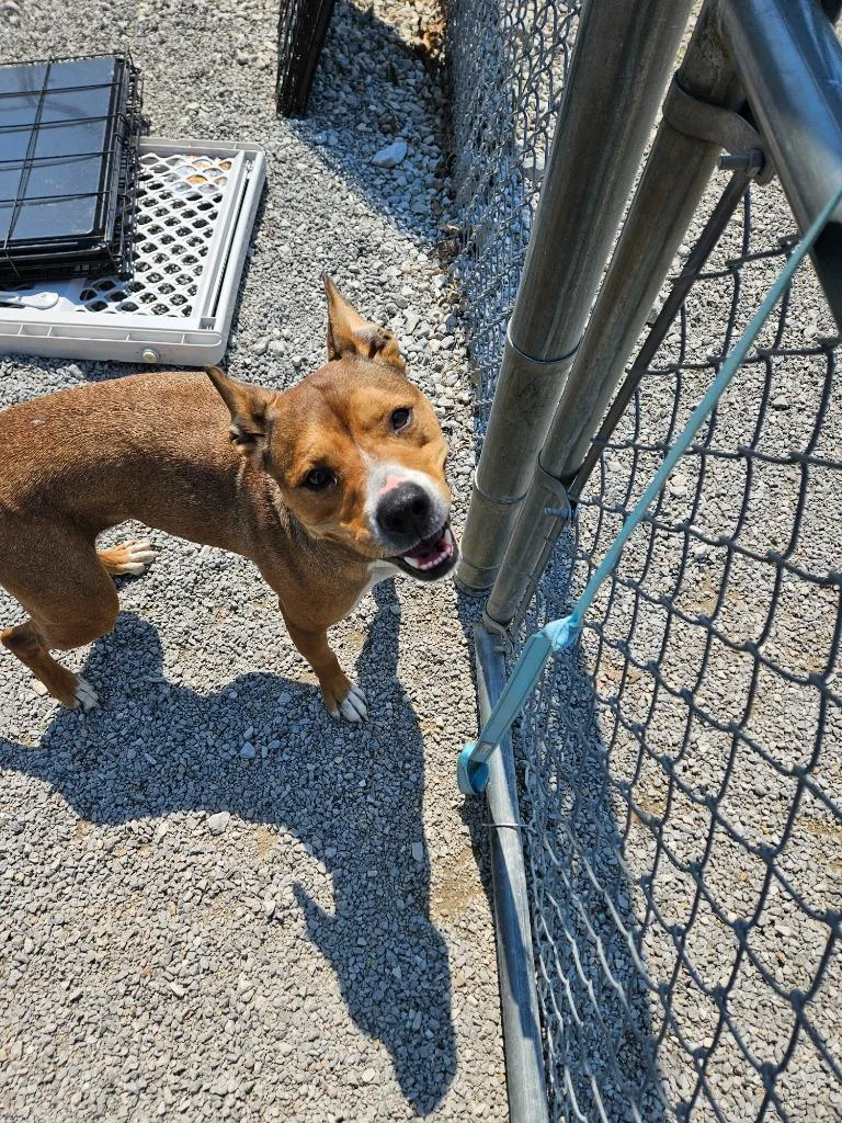 An adult medium-sized male Pit Bull Terrier dog named Ford for adoption in Morgantown, KY
