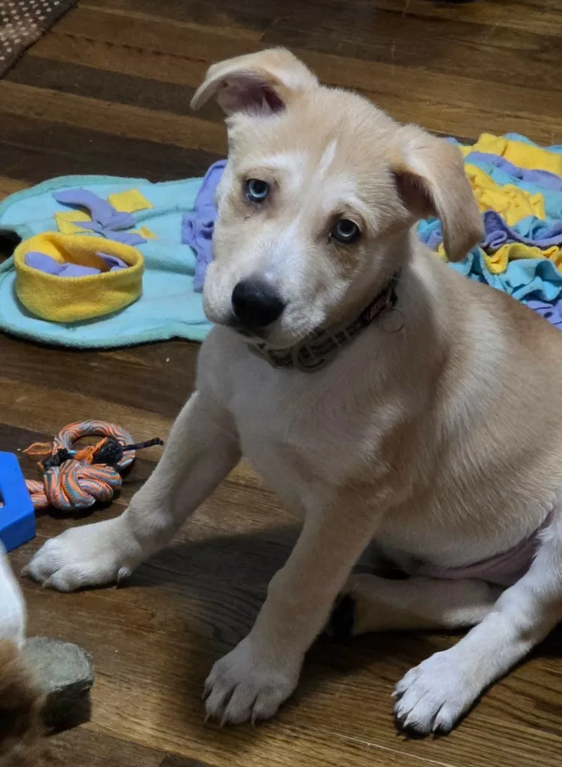 A baby medium-sized male Apricot / Beige Mixed Breed dog named Marley and Murphy for adoption in Lexington, NC