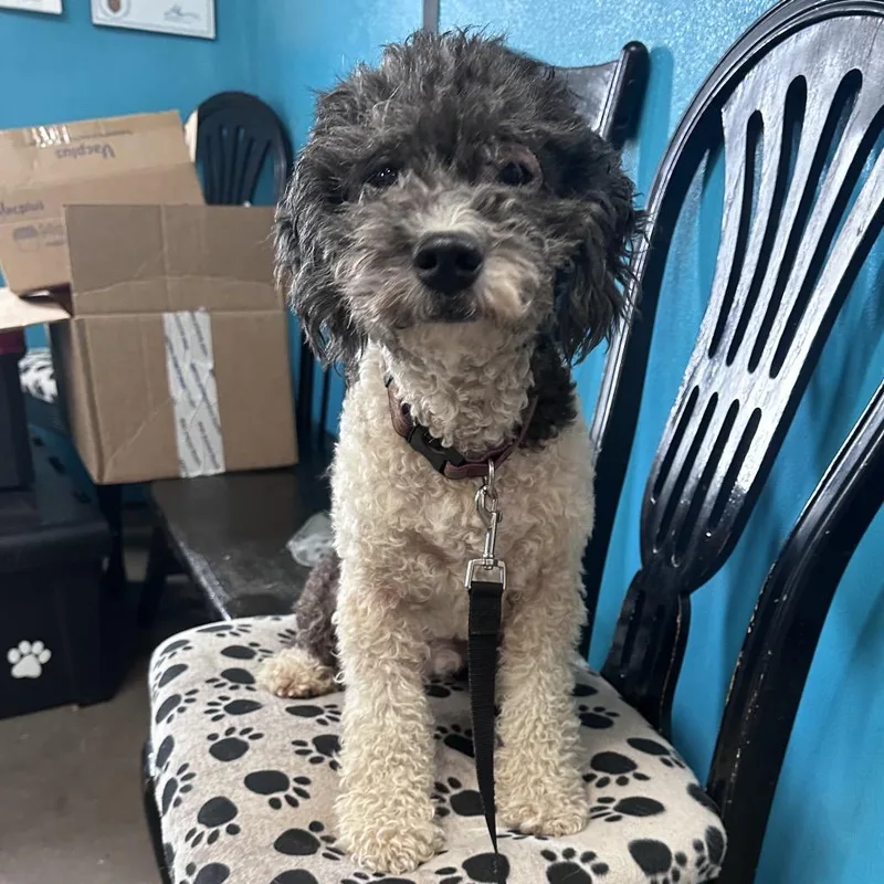 An adult small-sized male Miniature Poodle dog named Charlie for adoption in Graham, TX