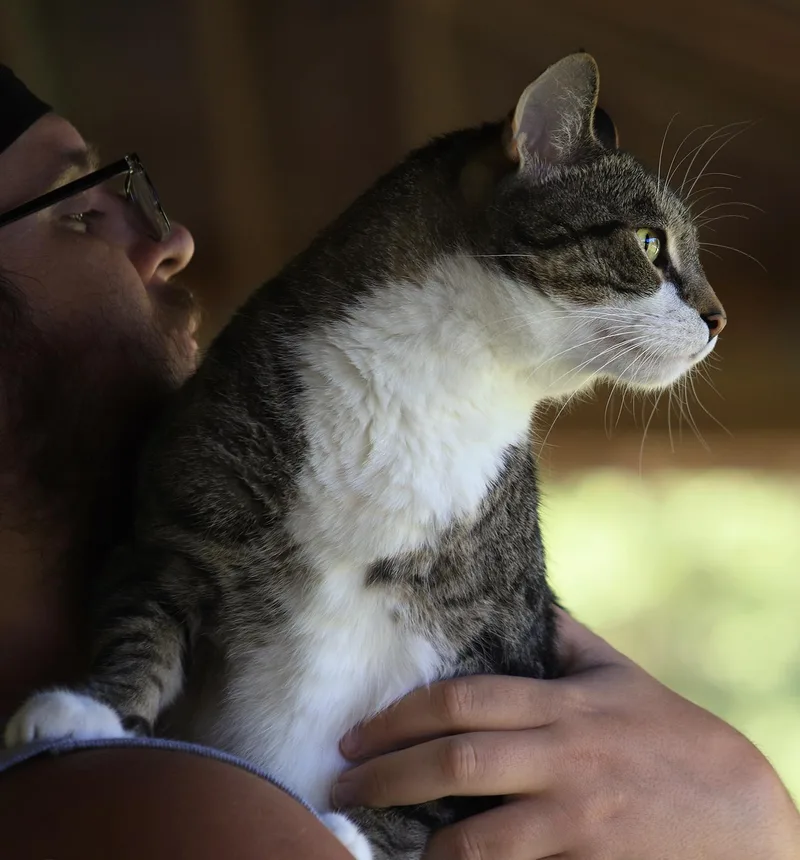A senior large-sized male Domestic Short Hair cat named Hammond for adoption in North Fort Myers, FL
