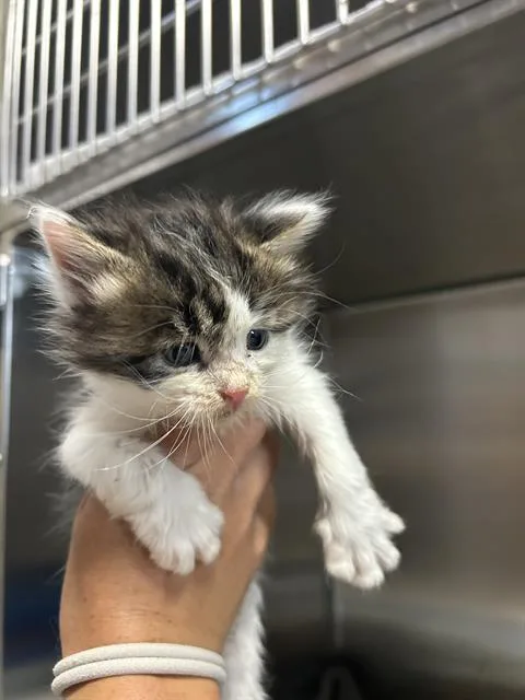 A baby small-sized male Domestic Long Hair cat named Static for adoption in Alameda, CA