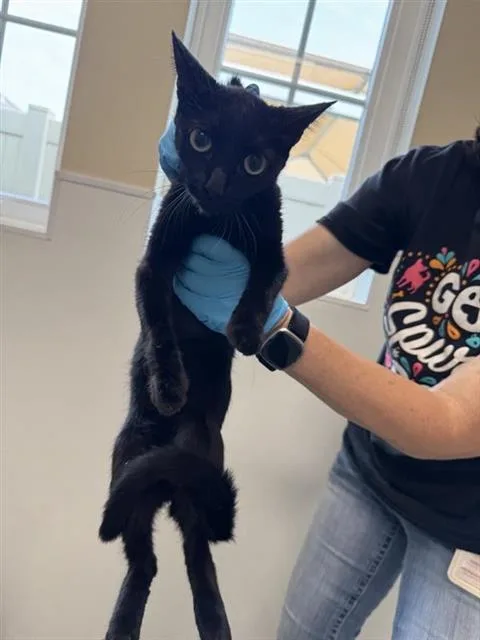 A young small-sized female Domestic Short Hair cat named Sabrina for adoption in San Antonio, TX