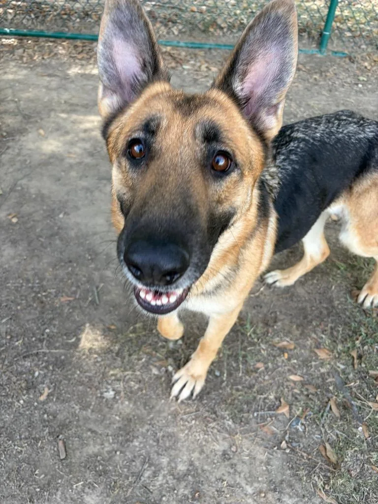 A young large-sized female German Shepherd Dog dog named Sabrina the Shepherd for adoption in Little Rock, AR