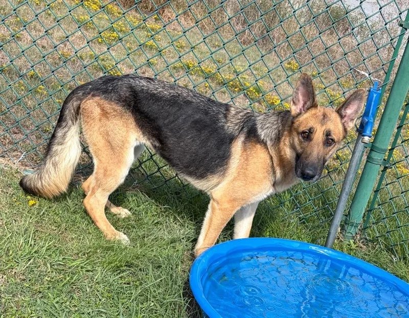 Sabrina the Shepherd thumbnail 2