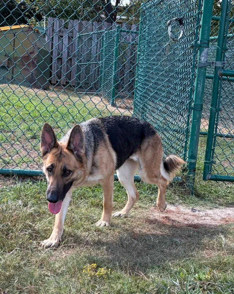 Sabrina the Shepherd thumbnail 4
