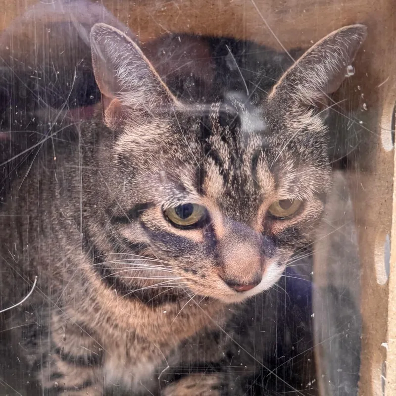 A senior large-sized female Brown / Chocolate Domestic Short Hair cat named Deebo for adoption in Philadelphia, PA