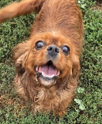 An adult small-sized female Cavalier King Charles Spaniel dog named Candy for adoption in Kinzers , PA