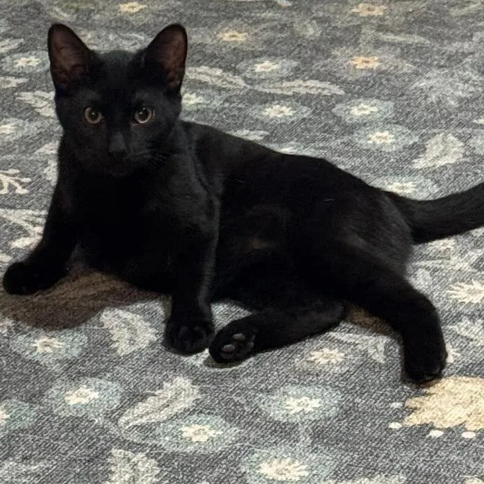 A baby small-sized male Black Domestic Short Hair cat named Pepper for adoption in San Antonio, TX
