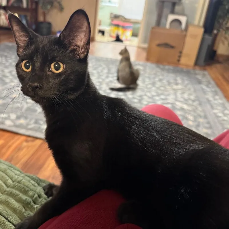 Pepper thumbnail 2