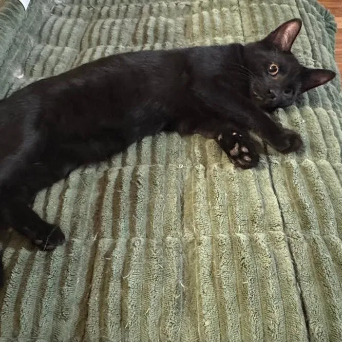 Pepper thumbnail 3