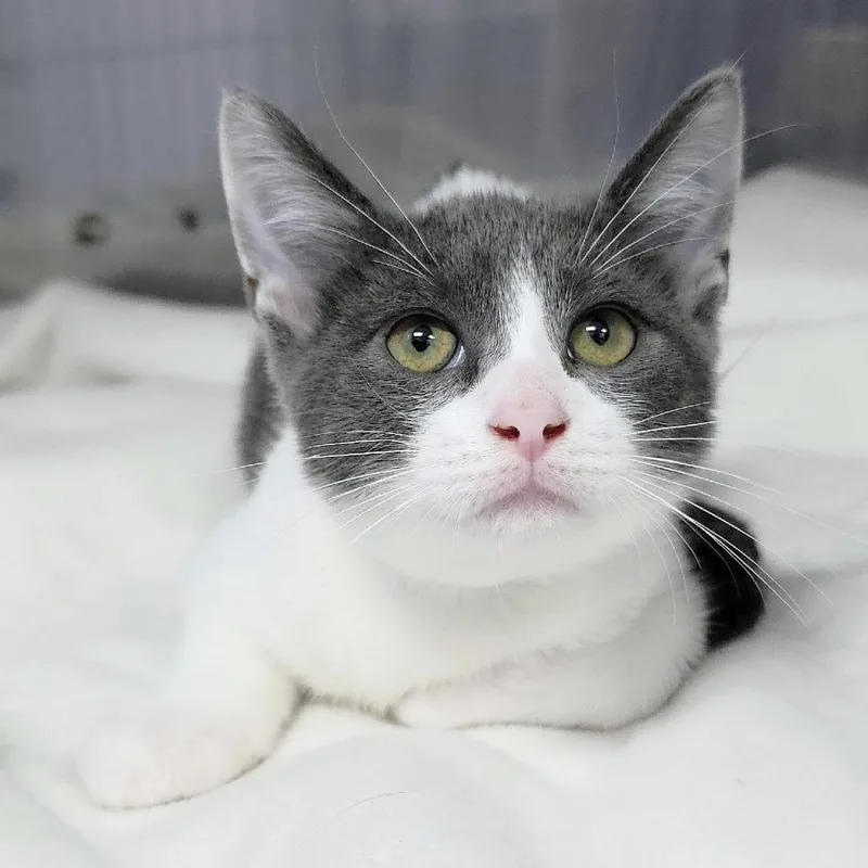 A baby small-sized male Gray / Blue / Silver Domestic Short Hair cat named Dior for adoption in Michigan City, IN