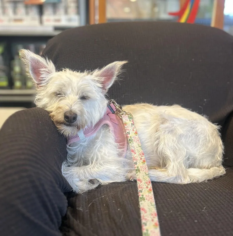 A young medium-sized female Cairn Terrier dog named Miss Fluer for adoption in Portland, OR