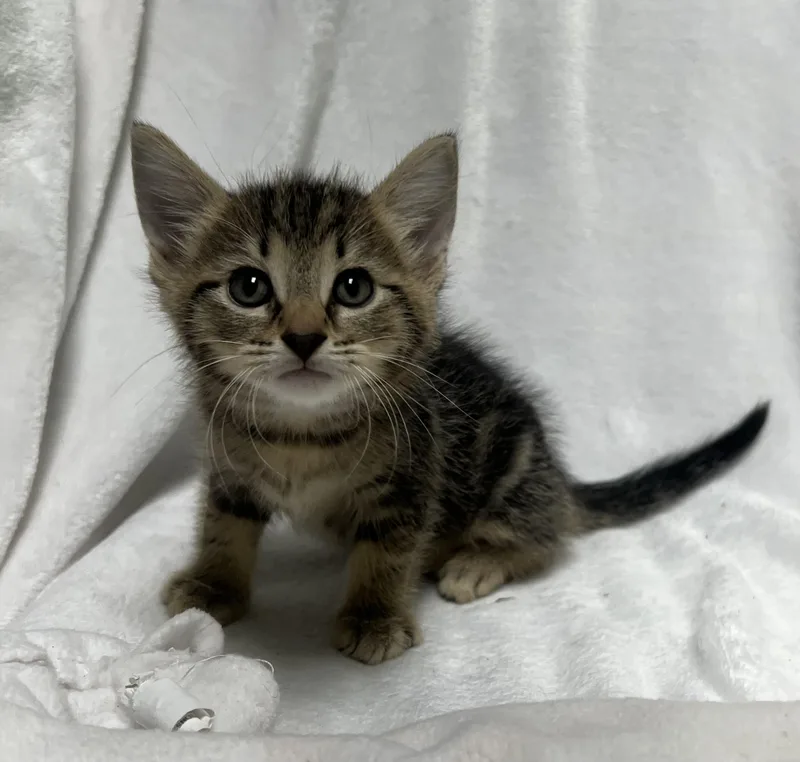 A young medium-sized male Tabby (Buff / Tan / Fawn) Domestic Short Hair cat named Chunk for adoption in Jackson, MI