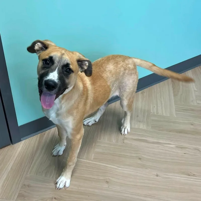 A young large-sized male Black Mouth Cur dog named George for adoption in Manchester, TN
