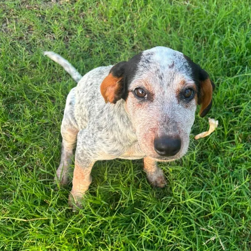 A baby medium-sized male White / Cream Australian Cattle Dog / Blue Heeler dog named Dewey for adoption in Corpus Christi, TX