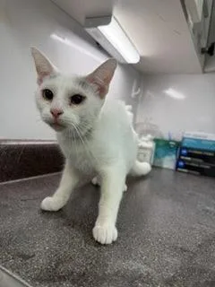 An adult small-sized female Domestic Short Hair cat named Canpanita for adoption in South Bend, IN