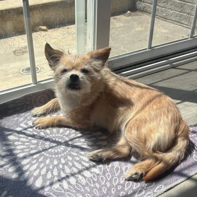 An adult small-sized female Yellow / Tan / Blond / Fawn Mixed Breed dog named Bubble Tea for adoption in Fredericksburg, VA