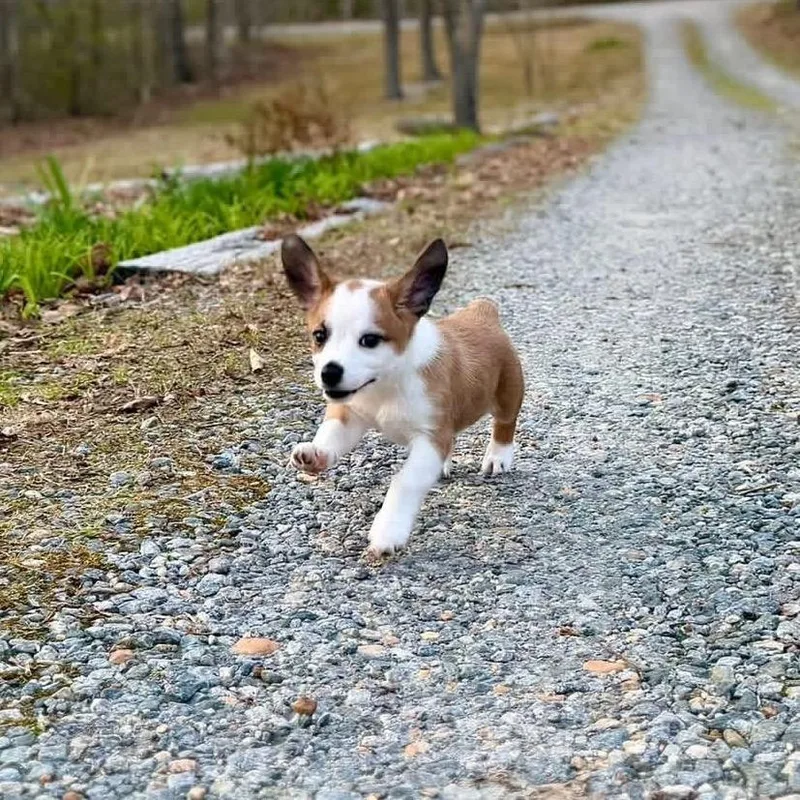 Squidward thumbnail 5