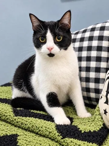 A young medium-sized male American Shorthair cat named Batman for adoption in Effingham, IL