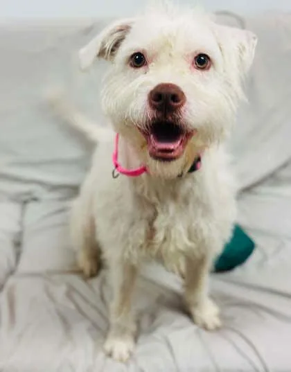 An adult medium-sized female Mixed Breed dog named Glitzy Garden for adoption in West Chester, PA