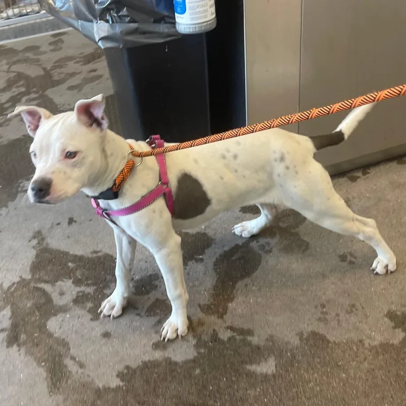 An adult medium-sized female White / Cream Mixed Breed dog named Boo for adoption in Las Cruces, NM