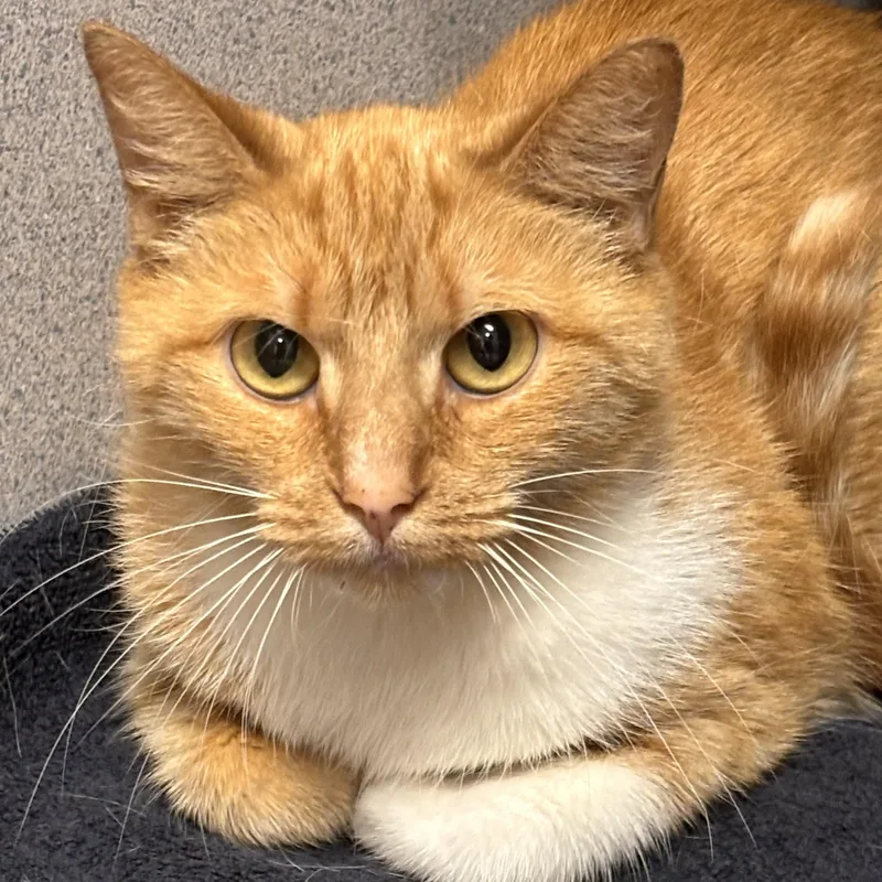 An adult medium-sized female Orange & White Domestic Short Hair cat named Cheddar for adoption in Batavia, NY