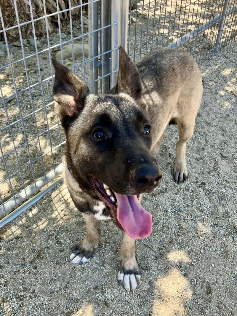 A young large-sized male Belgian Shepherd / Malinois dog named Wombat for adoption in Vancouver, WA